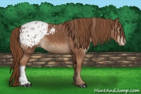 Horse Color:Chestnut Appaloosa