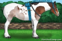 Horse Color:Brown Tobiano 