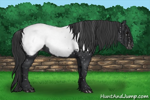 Horse Color:Black Appaloosa 
