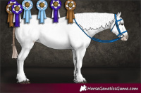 Horse Color:Bay Roan Appaloosa 