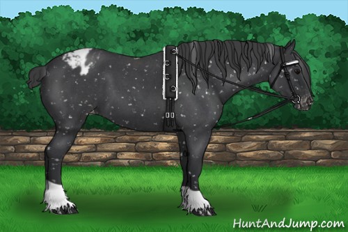 Horse Color:Blue Roan Appaloosa 