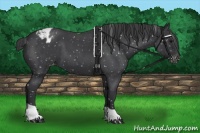 Horse Color:Blue Roan Appaloosa