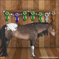 Horse Color:Brown Appaloosa