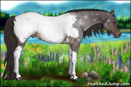 Horse Color:Buckskin Tobiano Appaloosa 