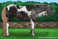 Horse Color:Midnight Chocolate Palomino Tobiano Rabicano 