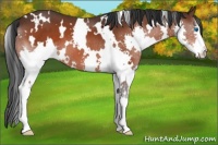 Horse Color:White Spotted Bay Splash 