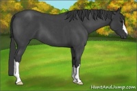 Horse Color:Blue Roan 