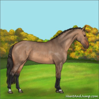 Horse Color:Bay Dun 