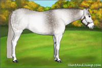 Horse Color:Gray White Spotted Silver Brown Dun 
