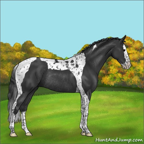 Horse Color:Black Splash Tobiano Rabicano 
