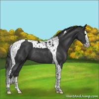 Horse Color:Black Splash Tobiano Rabicano 
