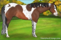 Horse Color:Bay Splash Tobiano Rabicano 