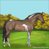 Horse Color:Brown Dun Tobiano 