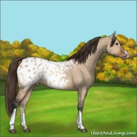 Horse Color:Bay Dun Appaloosa 