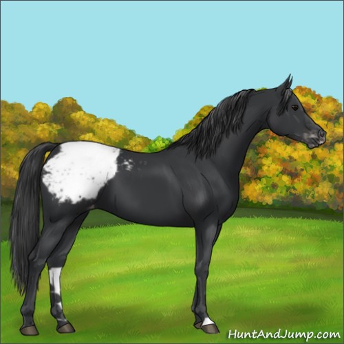 Horse Color:Black Appaloosa 