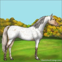 Horse Color:Silver Bay Dun Appaloosa Rabicano 