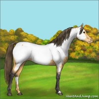 Horse Color:Buckskin Near Fewspot