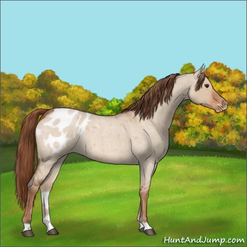 Horse Color:Red Dun Roan Appaloosa 