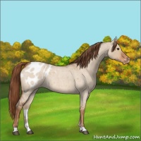 Horse Color:Red Dun Roan Appaloosa