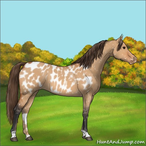 Horse Color:Bay Dun Appaloosa 