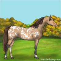 Horse Color:Bay Dun Appaloosa 