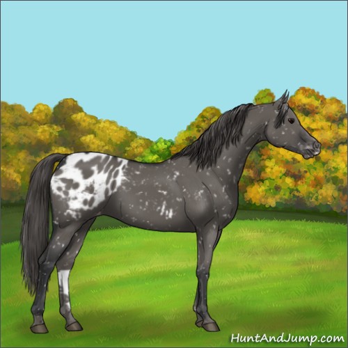 Horse Color:Grullo Appaloosa