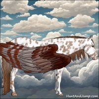 Horse Color:Red Ice Roan Appaloosa 