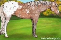 Horse Color:Silver Bay Ice Appaloosa 