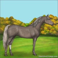 Horse Color:Silver Black Rabicano 