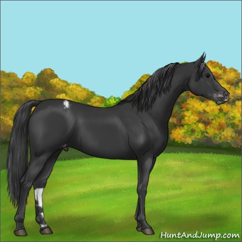 Horse Color:Black Varnish