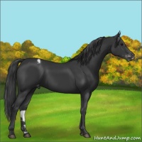 Horse Color:Black Appaloosa