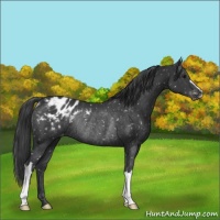 Horse Color:Black Appaloosa Rabicano 