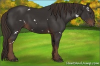 Horse Color:White Spotted Liver Chestnut 