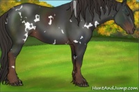 Horse Color:White Spotted Liver Chestnut 