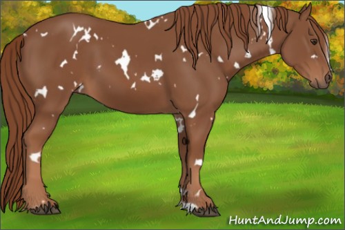 Horse Color:White Spotted Chestnut 