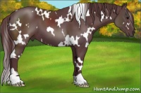Horse Color:White Spotted Chocolate Black