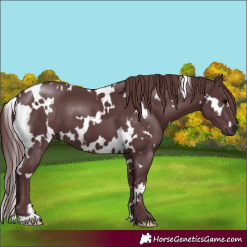 Horse Color:White Spotted Chocolate Black 