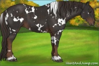 Horse Color:White Spotted Liver Chestnut 