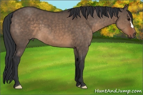 Horse Color:Brown Dun 