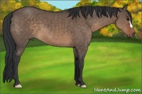 Horse Color:Brown Dun 
