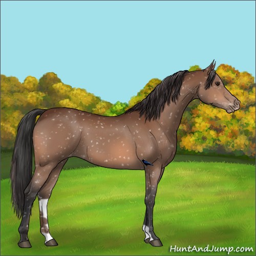 Horse Color:Brown Appaloosa