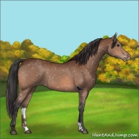Horse Color:Brown Appaloosa 