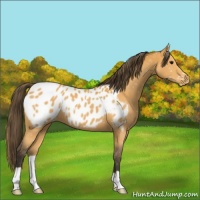 Horse Color:Buckskin Blanket