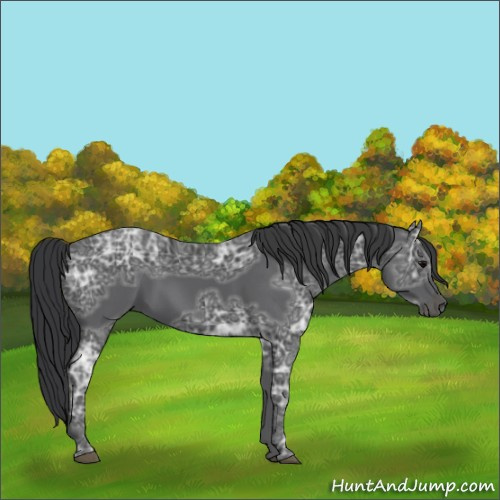 Horse Color:Black Ice 