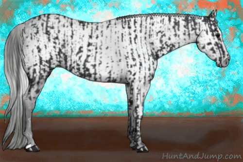 Horse Color:Black and Gray Black