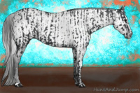 Horse Color:Black and Gray Black