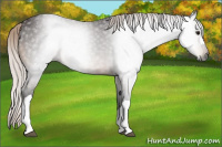Horse Color:Gray Silver Bay 
