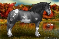 Horse Color:White Spotted Blue Roan Splash Frame Appaloosa