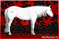 Horse Color:Black Sabino Splash Leopard and Black Sabino Splash Leopard