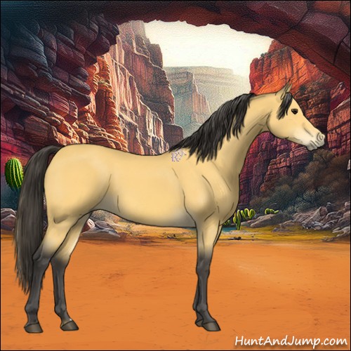 Horse Color:Buckskin 